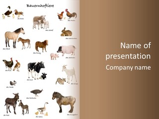 Pigs Poster Livestock PowerPoint Template