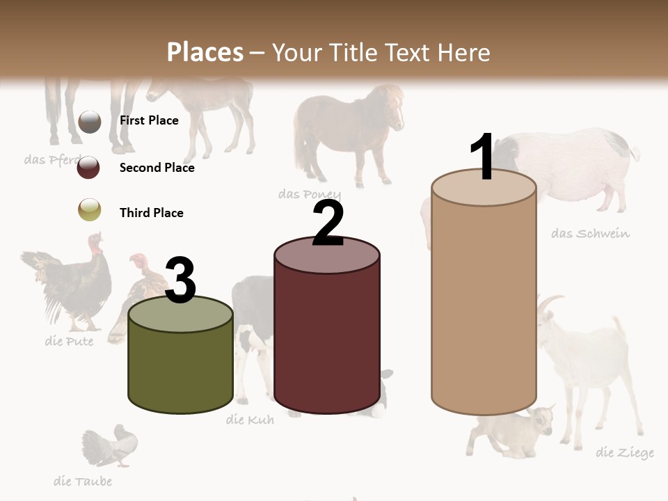 Pigs Poster Livestock PowerPoint Template