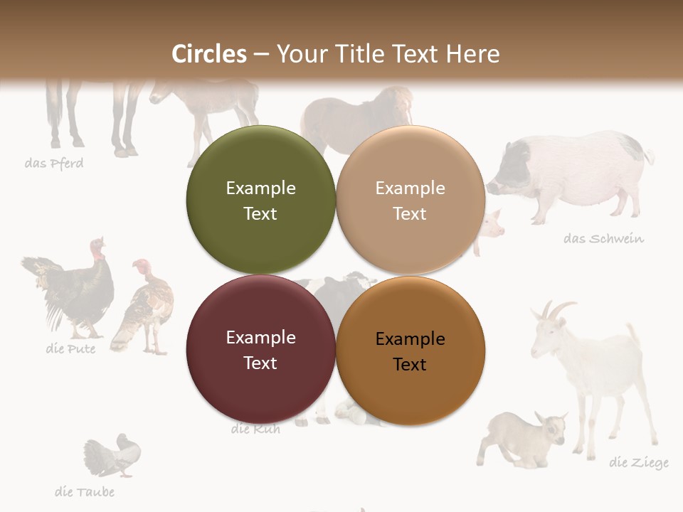 Pigs Poster Livestock PowerPoint Template