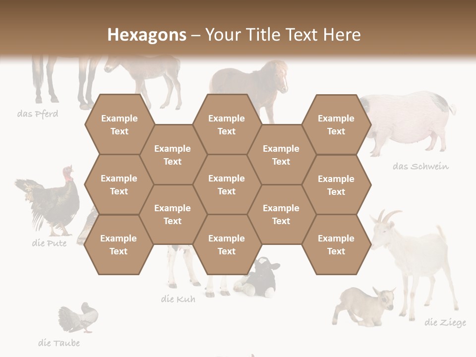 Pigs Poster Livestock PowerPoint Template