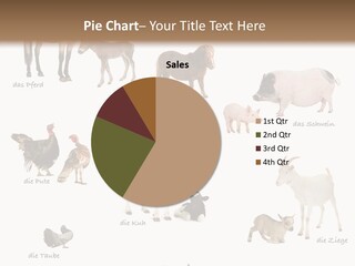 Pigs Poster Livestock PowerPoint Template