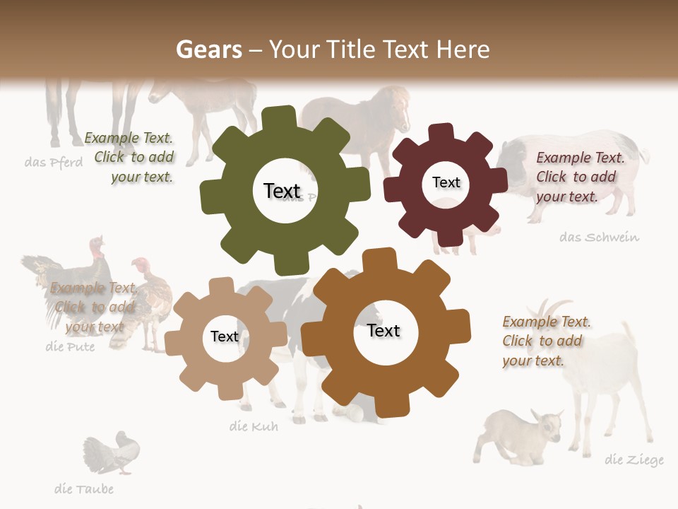 Pigs Poster Livestock PowerPoint Template