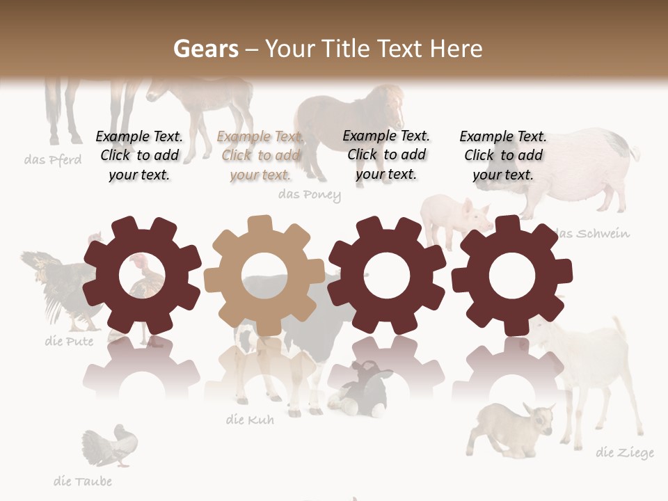 Pigs Poster Livestock PowerPoint Template