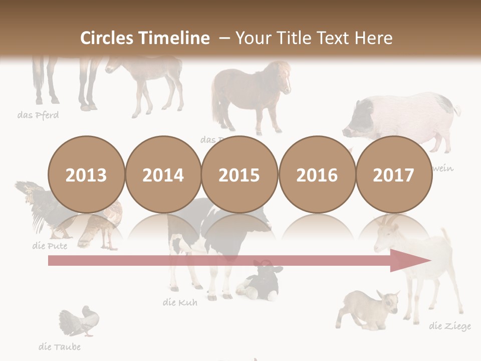 Pigs Poster Livestock PowerPoint Template