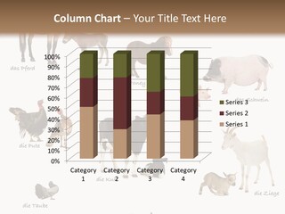 Pigs Poster Livestock PowerPoint Template