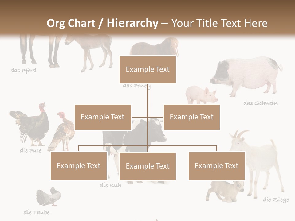 Pigs Poster Livestock PowerPoint Template