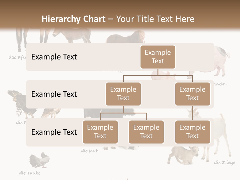 Pigs Poster Livestock PowerPoint Template