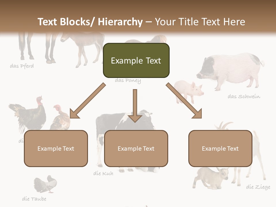 Pigs Poster Livestock PowerPoint Template