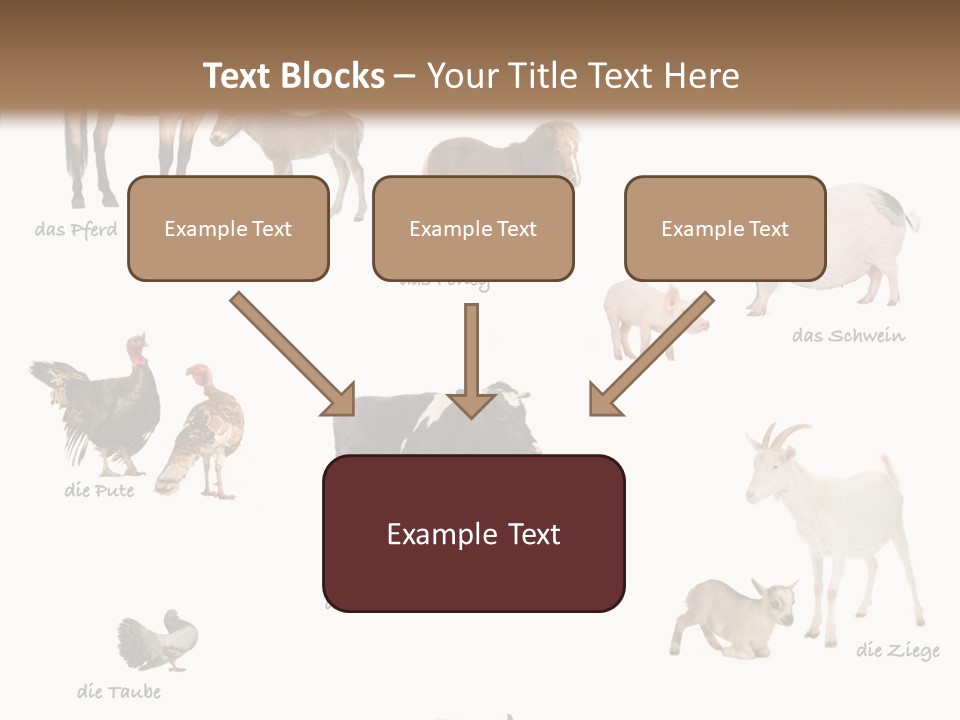 Pigs Poster Livestock PowerPoint Template