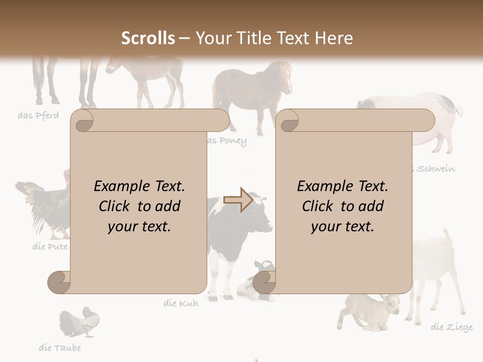 Pigs Poster Livestock PowerPoint Template