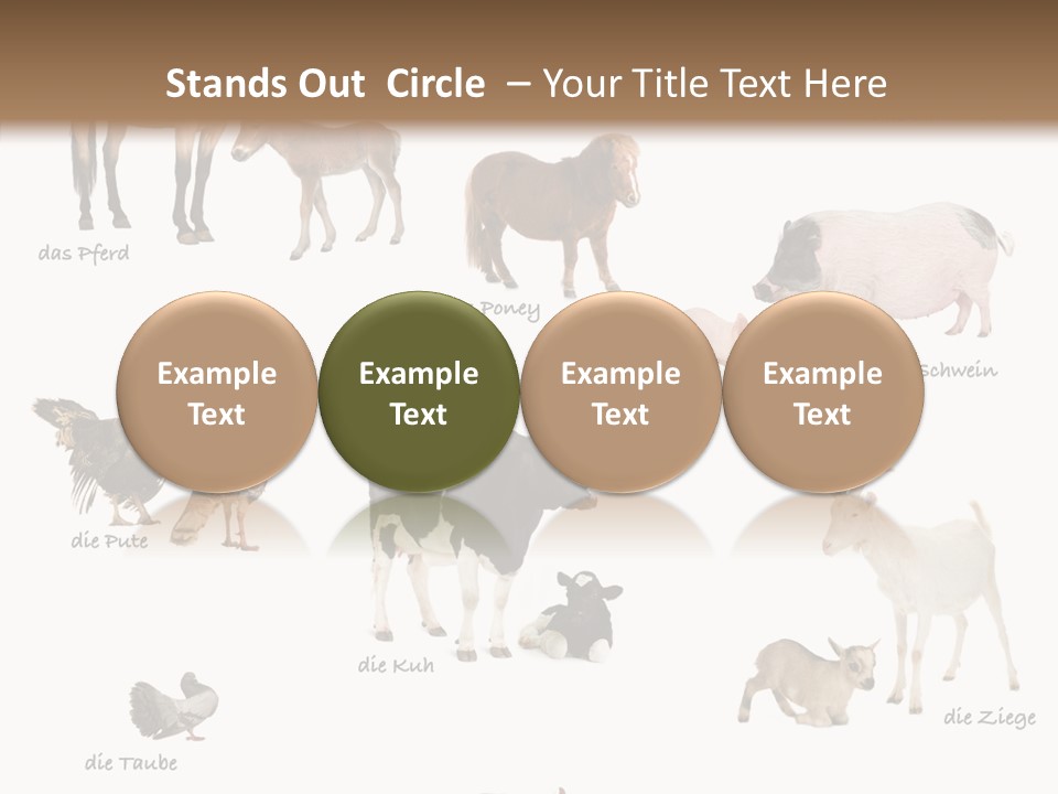 Pigs Poster Livestock PowerPoint Template