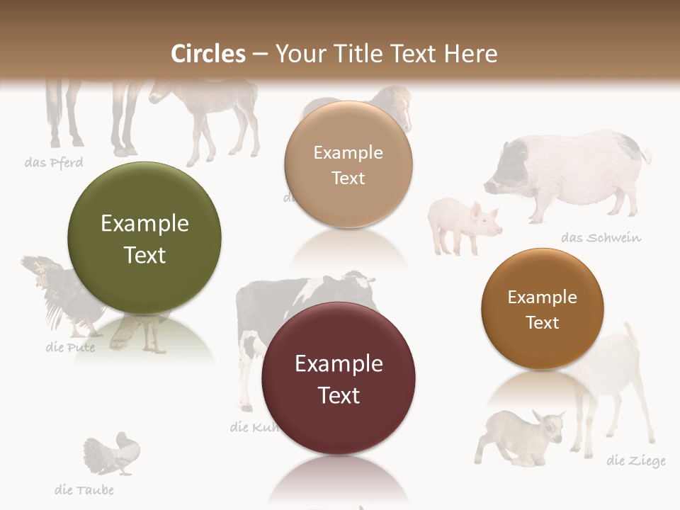 Pigs Poster Livestock PowerPoint Template