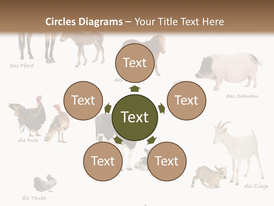 Pigs Poster Livestock PowerPoint Template