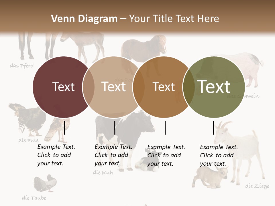 Pigs Poster Livestock PowerPoint Template