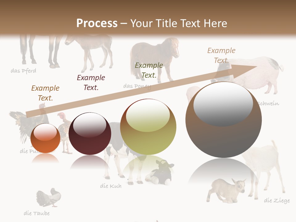 Pigs Poster Livestock PowerPoint Template