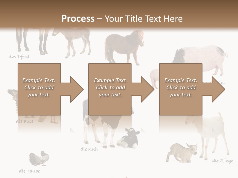 Pigs Poster Livestock PowerPoint Template