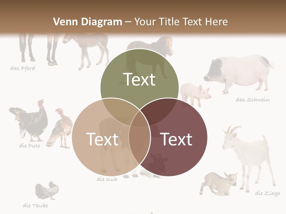 Pigs Poster Livestock PowerPoint Template