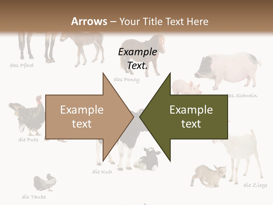 Pigs Poster Livestock PowerPoint Template