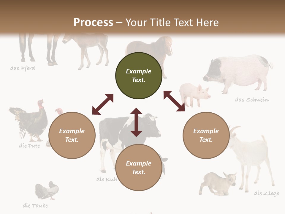 Pigs Poster Livestock PowerPoint Template