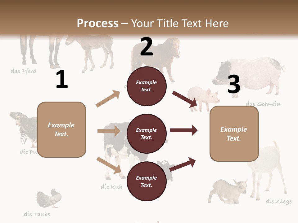 Pigs Poster Livestock PowerPoint Template