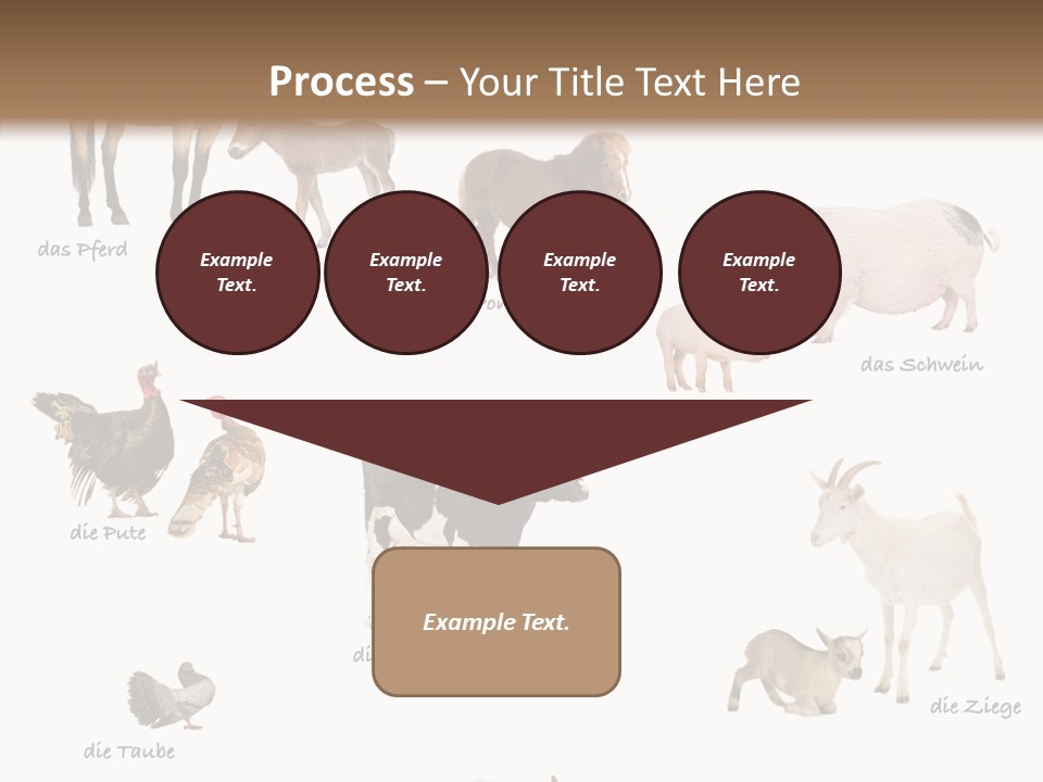 Pigs Poster Livestock PowerPoint Template