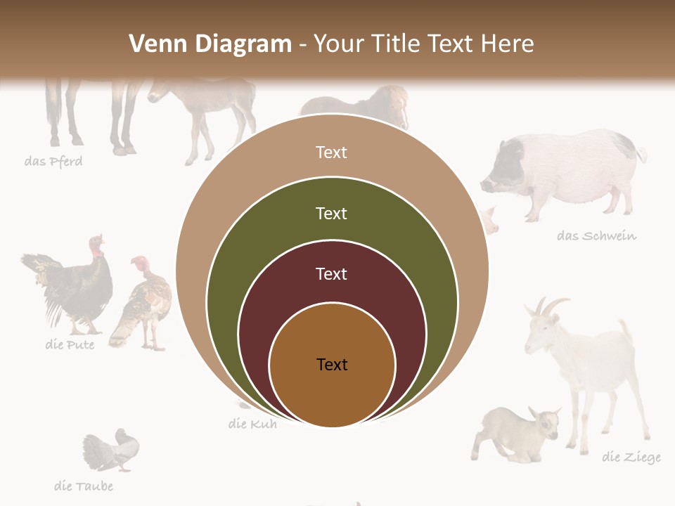 Pigs Poster Livestock PowerPoint Template