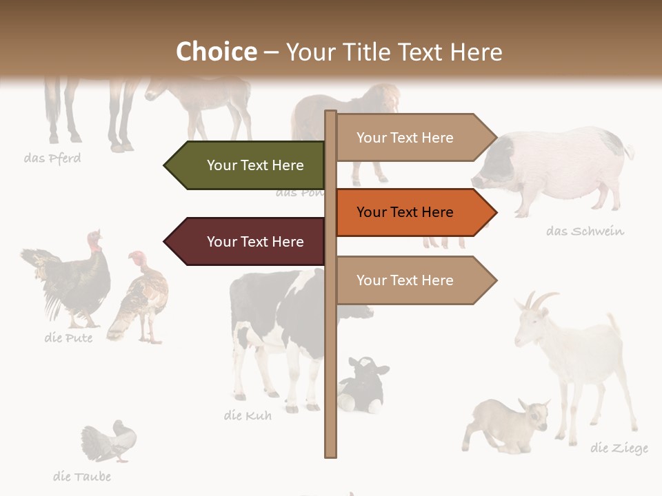 Pigs Poster Livestock PowerPoint Template