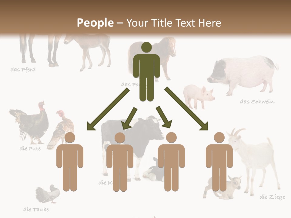 Pigs Poster Livestock PowerPoint Template