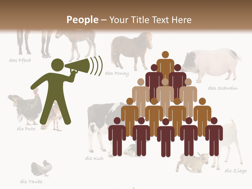 Pigs Poster Livestock PowerPoint Template