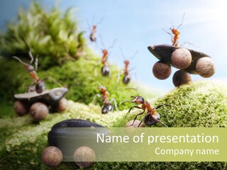 A Group Of Ants On A Moss Covered Hill PowerPoint Template