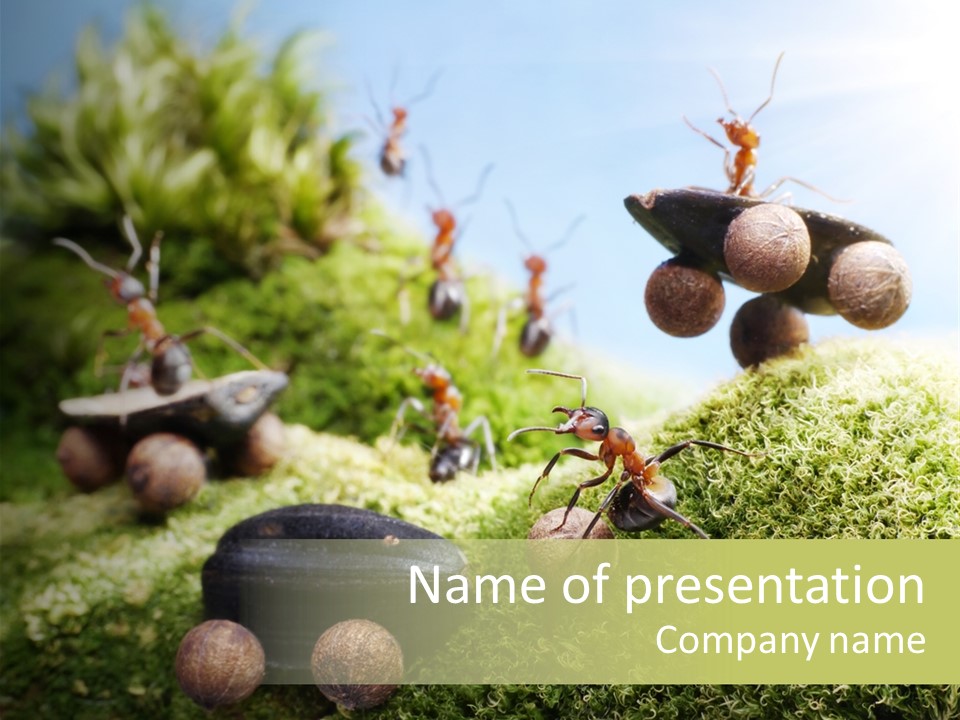 A Group Of Ants On A Moss Covered Hill PowerPoint Template