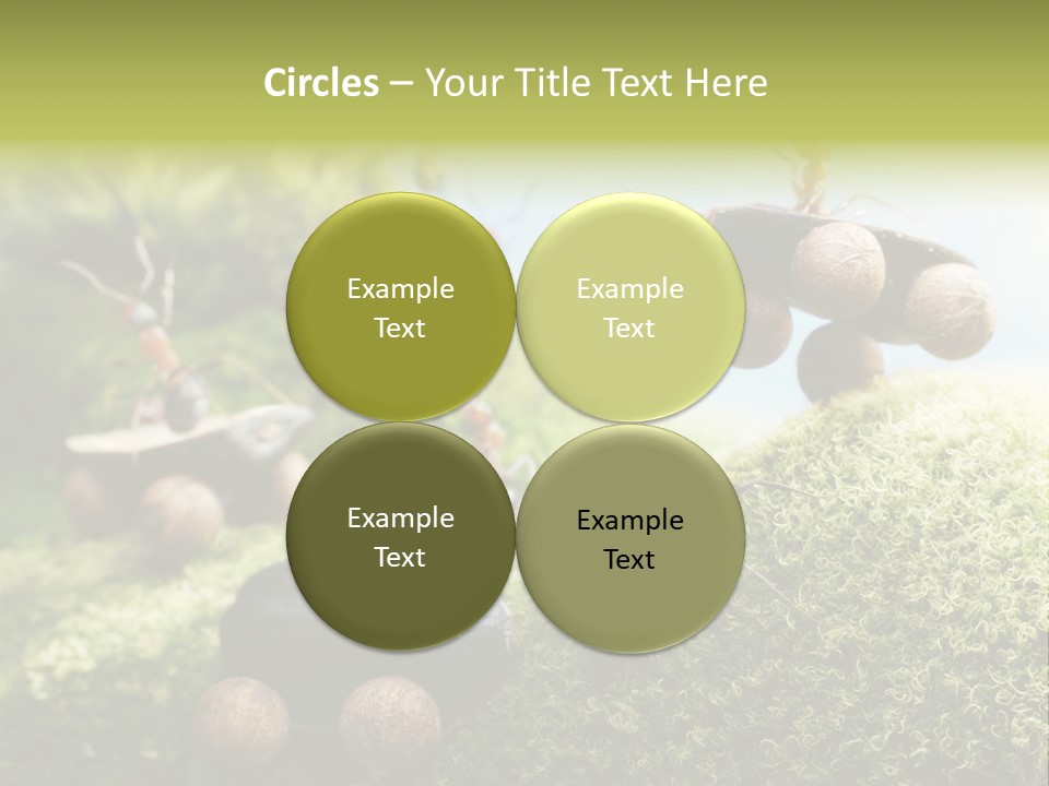 A Group Of Ants On A Moss Covered Hill PowerPoint Template