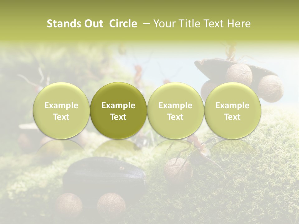 A Group Of Ants On A Moss Covered Hill PowerPoint Template