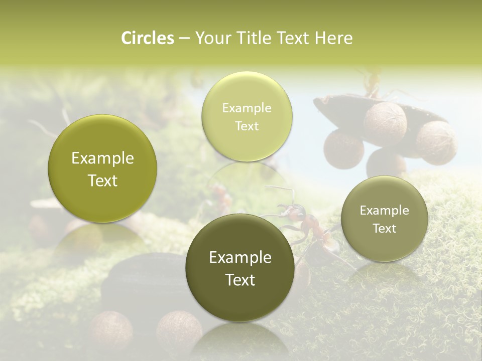 A Group Of Ants On A Moss Covered Hill PowerPoint Template