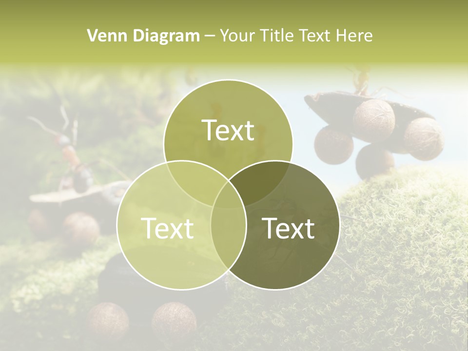 A Group Of Ants On A Moss Covered Hill PowerPoint Template