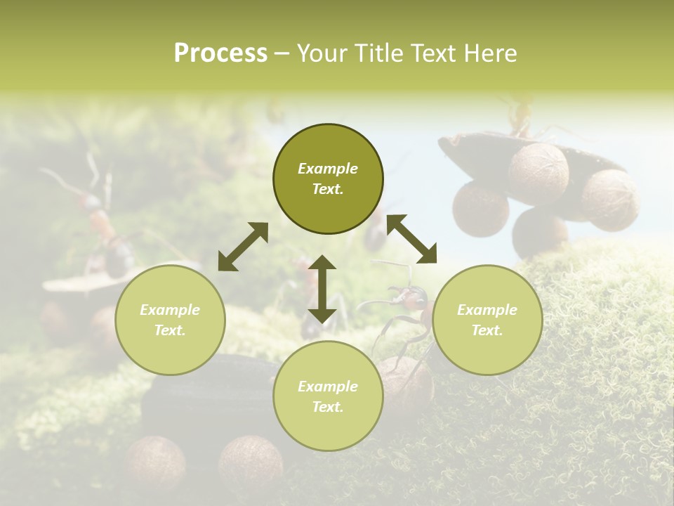 A Group Of Ants On A Moss Covered Hill PowerPoint Template