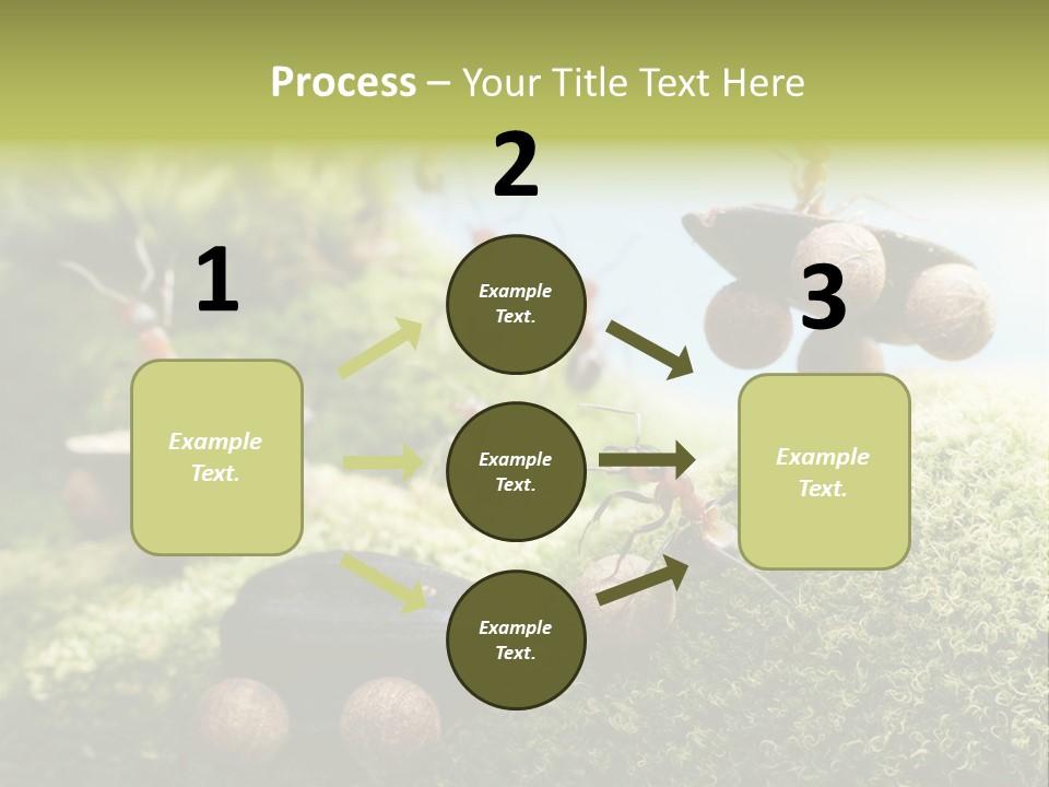A Group Of Ants On A Moss Covered Hill PowerPoint Template