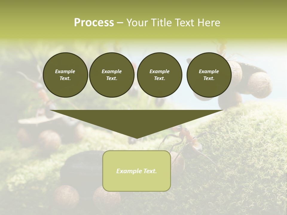 A Group Of Ants On A Moss Covered Hill PowerPoint Template