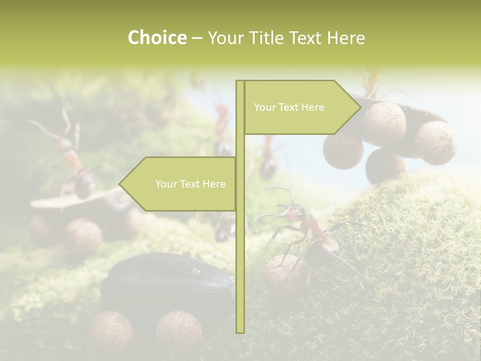 A Group Of Ants On A Moss Covered Hill PowerPoint Template