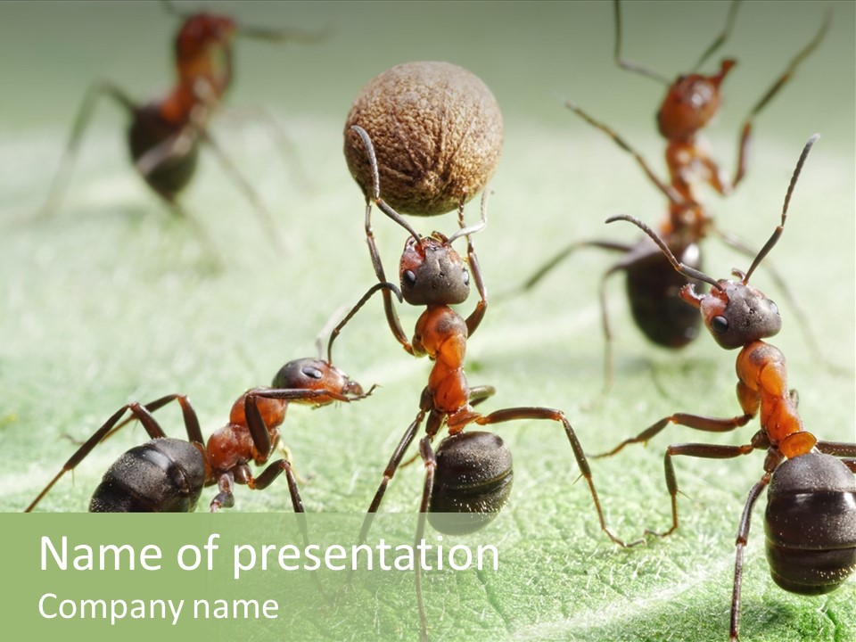 Insects Ant Goal PowerPoint Template