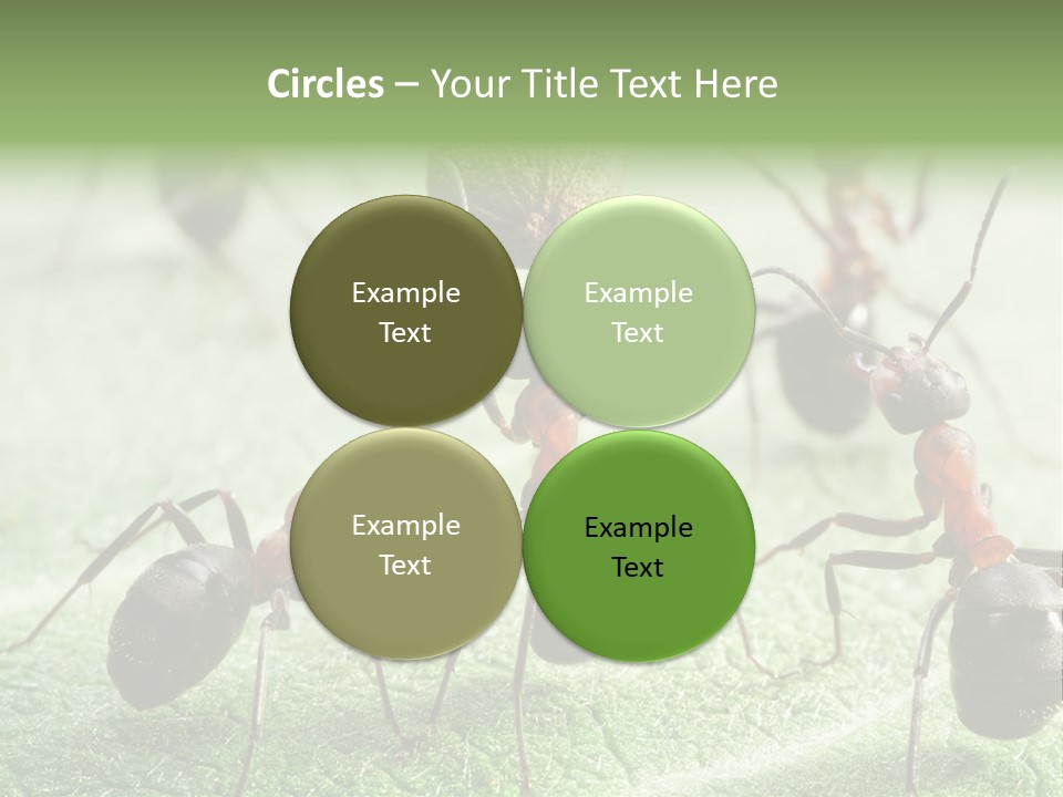 Insects Ant Goal PowerPoint Template