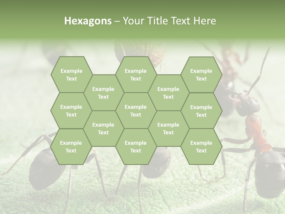 Insects Ant Goal PowerPoint Template