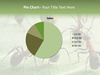 Insects Ant Goal PowerPoint Template