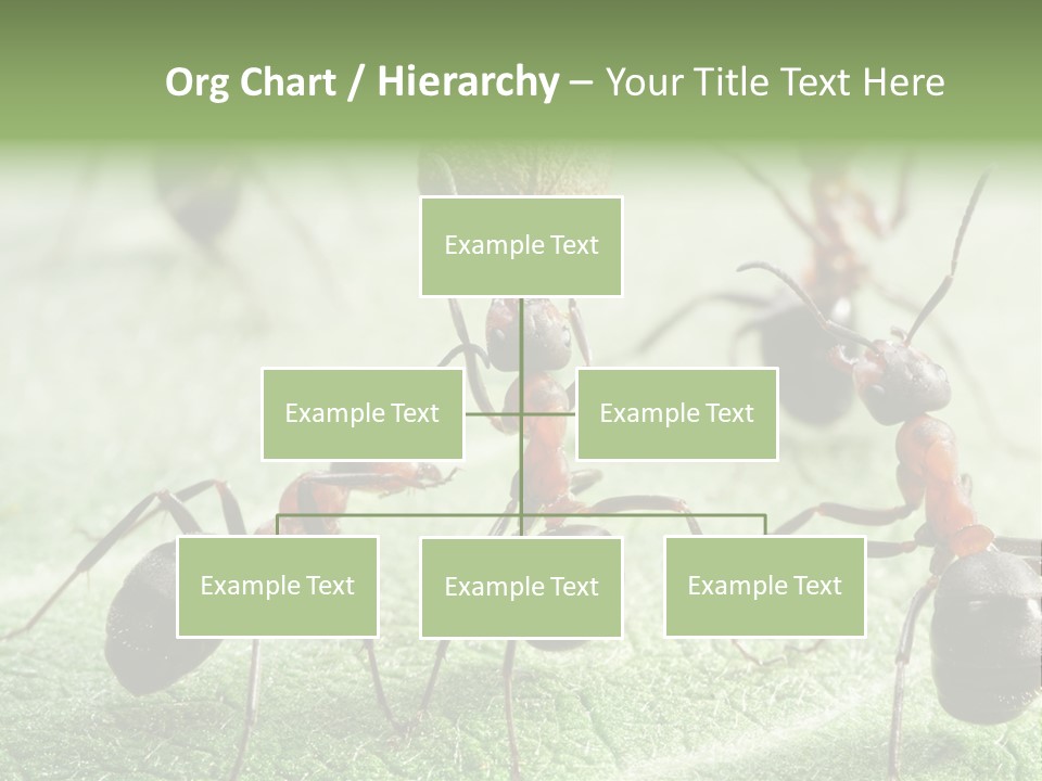 Insects Ant Goal PowerPoint Template