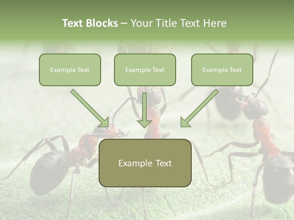 Insects Ant Goal PowerPoint Template