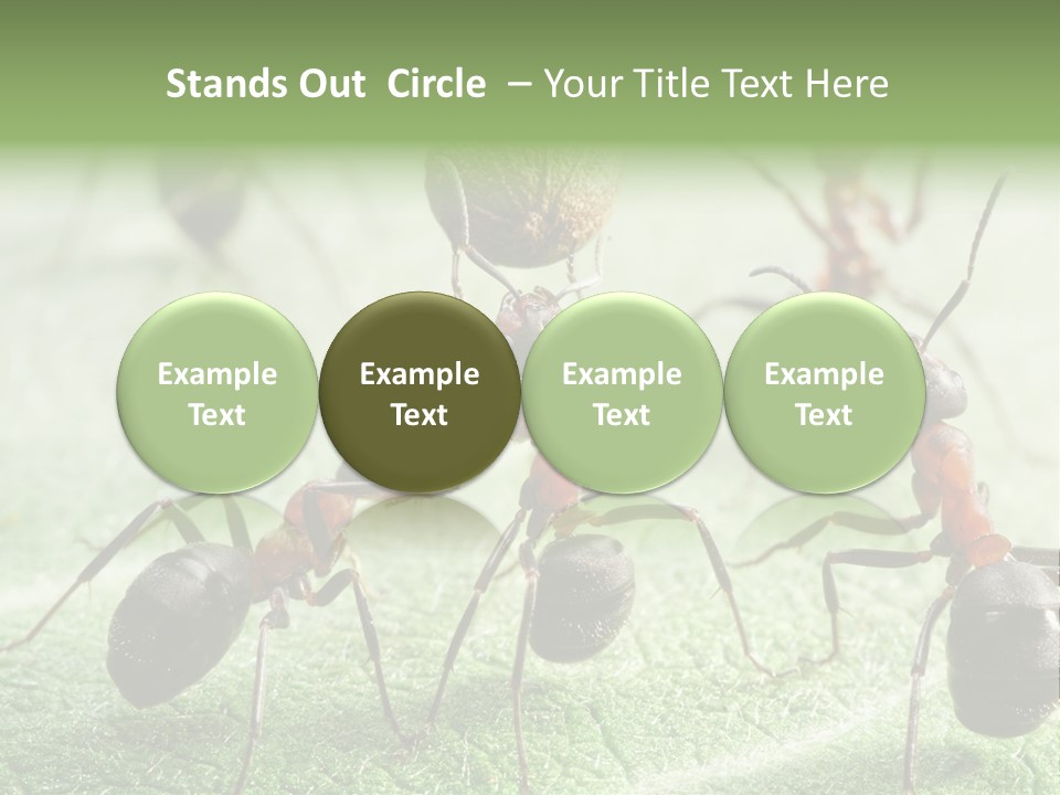 Insects Ant Goal PowerPoint Template