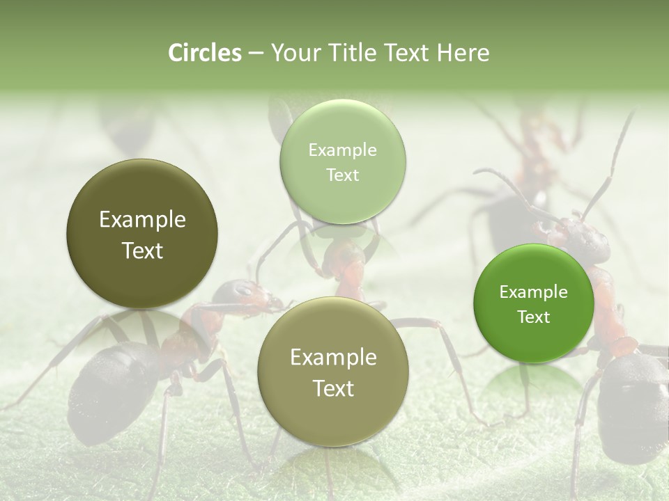 Insects Ant Goal PowerPoint Template