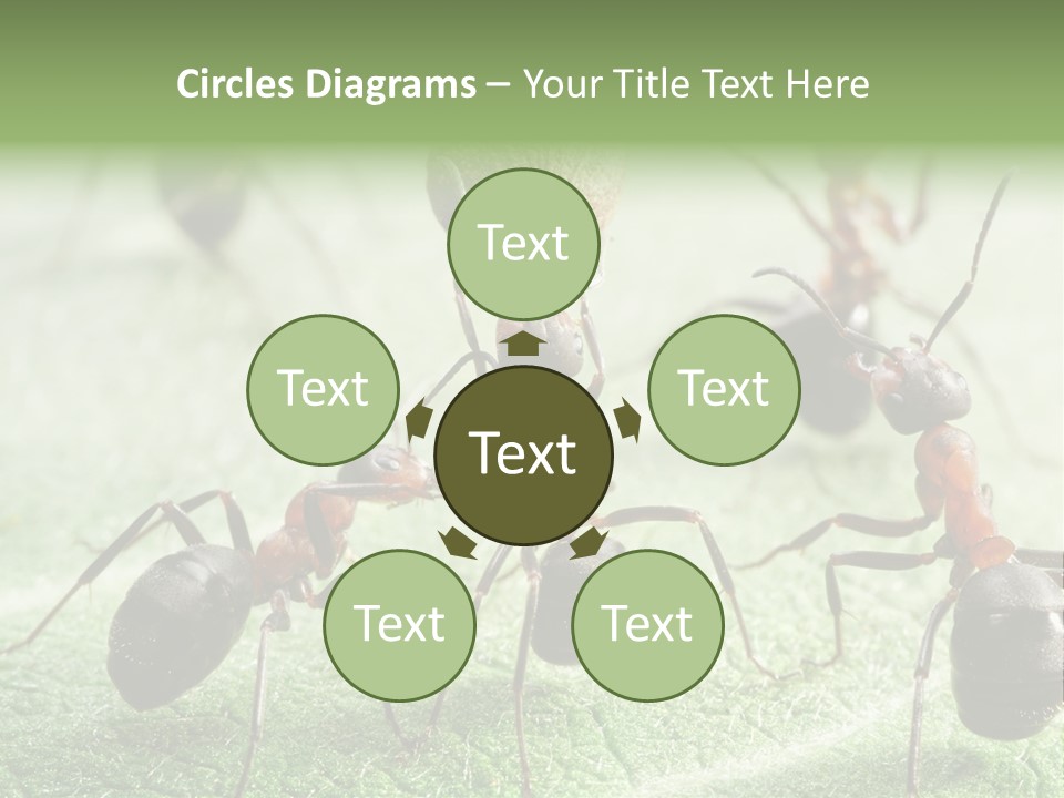 Insects Ant Goal PowerPoint Template