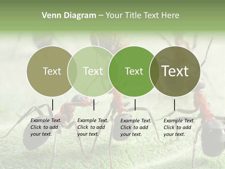 Insects Ant Goal PowerPoint Template