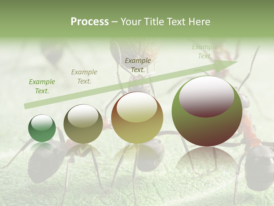 Insects Ant Goal PowerPoint Template